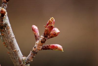 Prunus serrulata 'Kanzan' - višeň ozdobná - pupen2